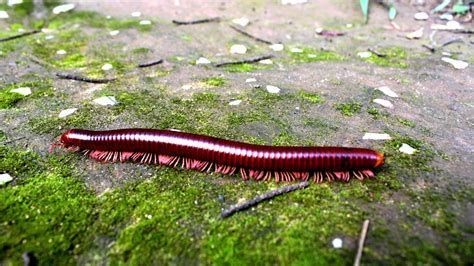 Millipede