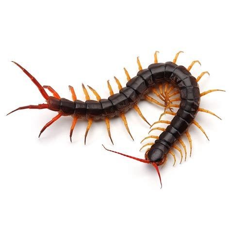 Close-up of a centipede with a black body and orange legs against a white background.