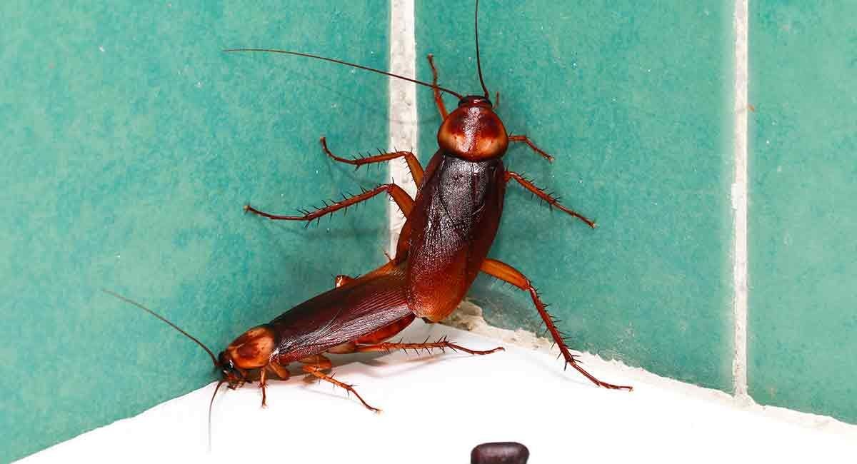 Cockroach