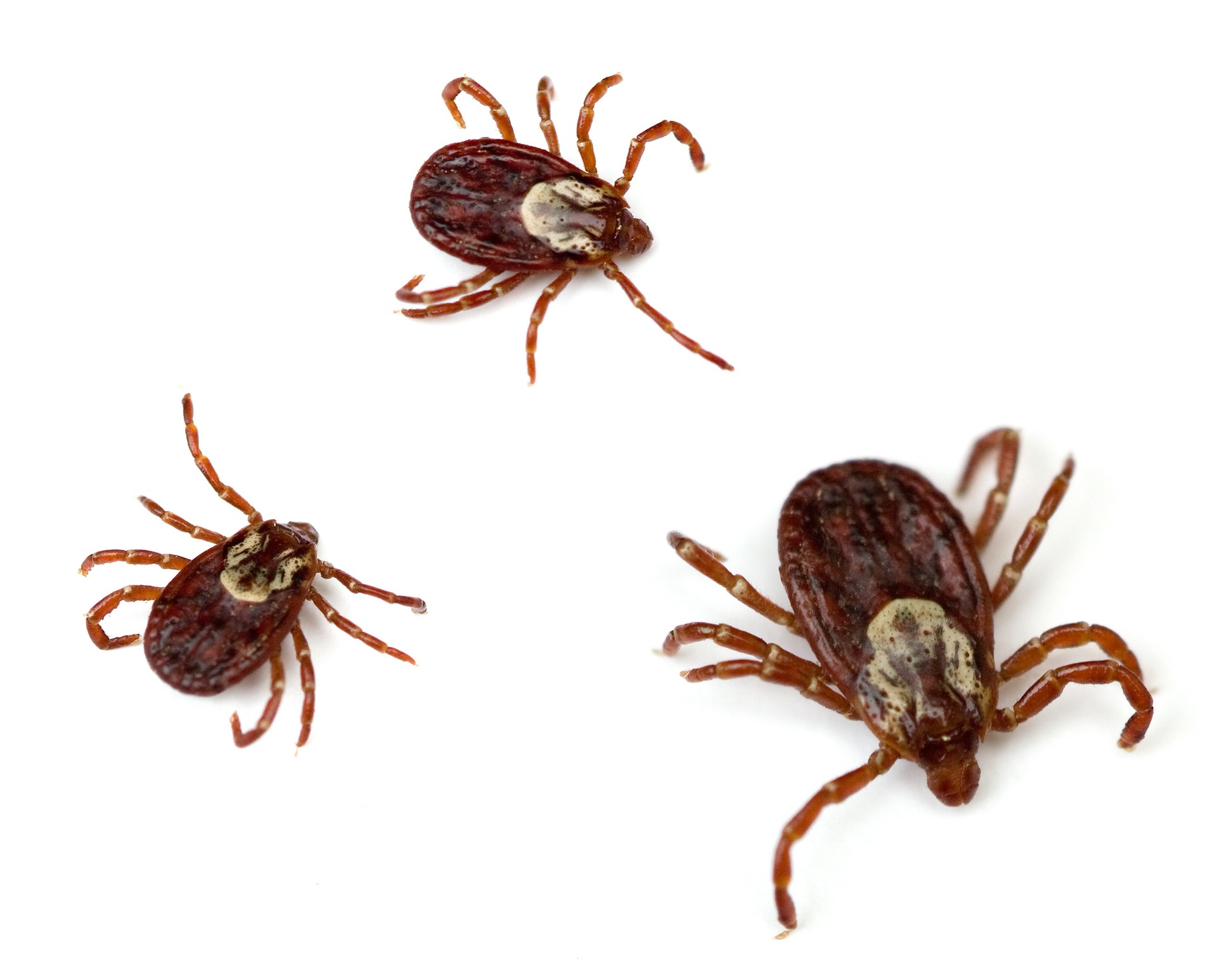 Three American dog ticks on white background