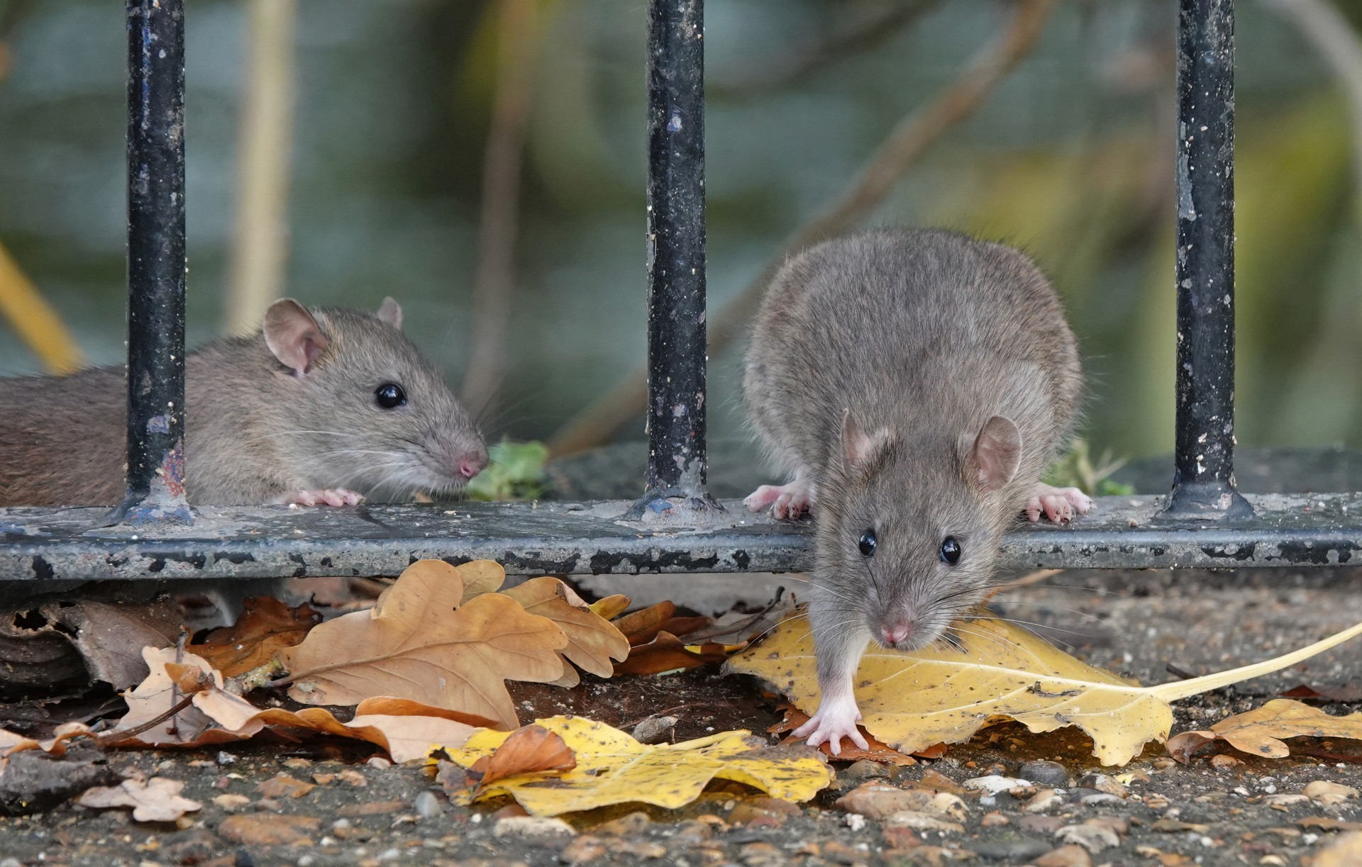 Two brown rats climbing through a metal fence in a park on an autumn day.